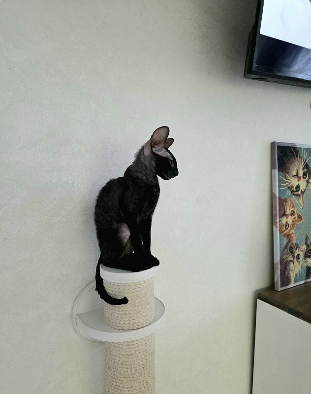 Idilliya Elemani Dream - Kitten cornish rex 3 months 4 weeks