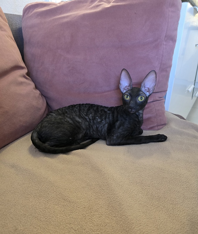 Idilliya Elemani Dream - Kitten cornish rex 6 months 4 weeks