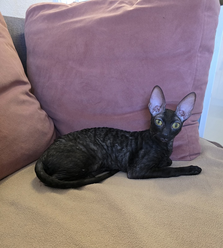 Idilliya Elemani Dream - Kitten cornish rex 6 months 4 weeks