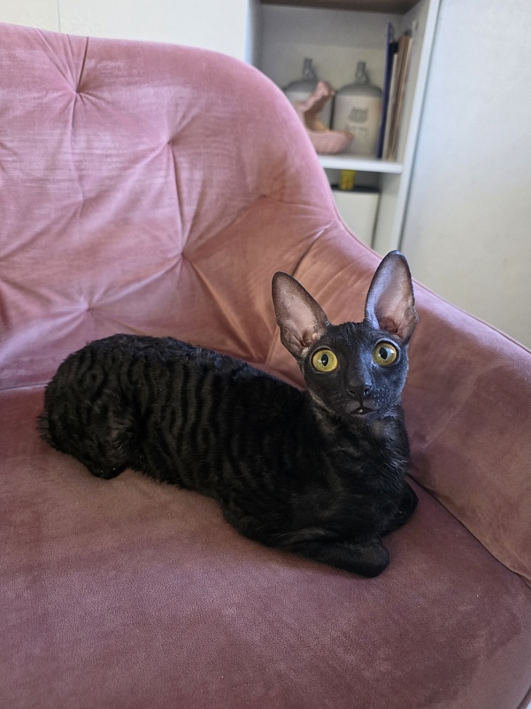 Idilliya Elemani Dream - Adult cornish rex 11 months 1 week