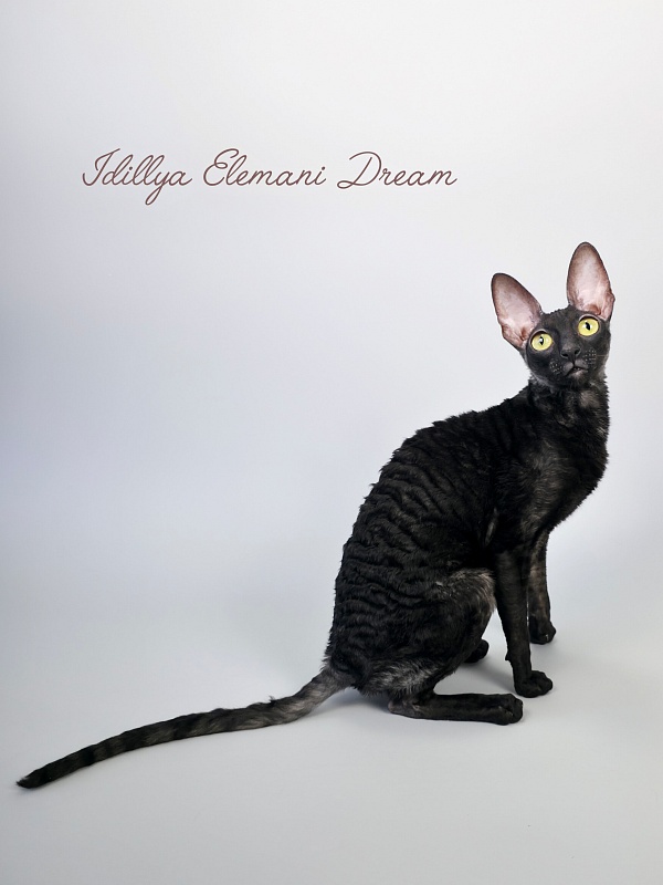 Idilliya Elemani Dream - Adult cornish rex 11 months 1 week