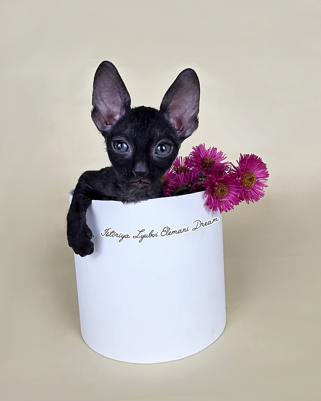Istoriya Lyubvi Elemani Dream - Kitten cornish rex 1 month 1 week