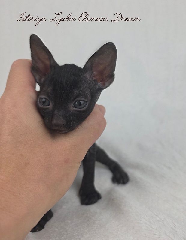 Istoriya Lyubvi Elemani Dream - Kitten cornish rex 3.5 weeks