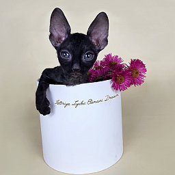 Istoriya Lyubvi Elemani Dream