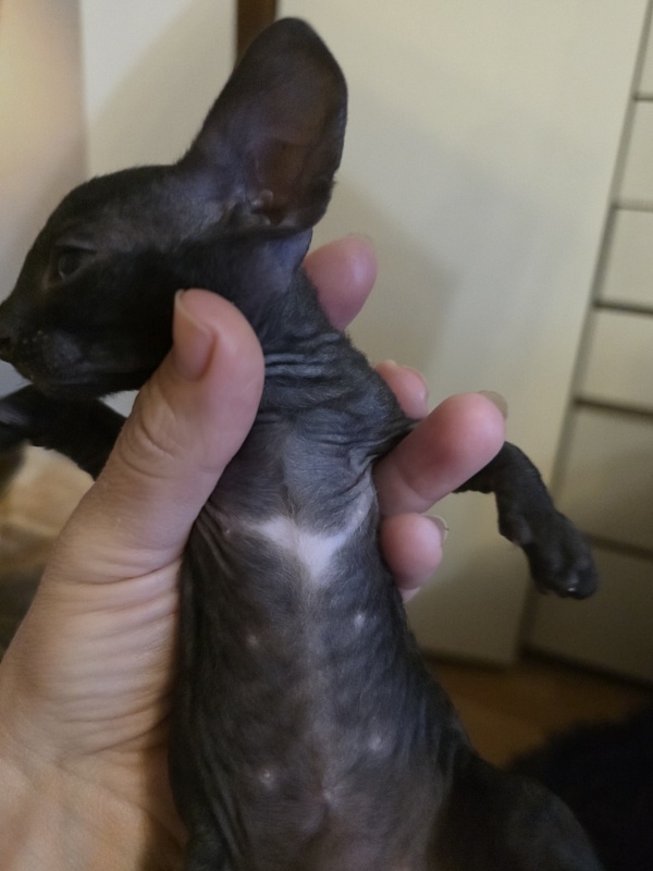 Istoriya Lyubvi Elemani Dream - Kitten cornish rex 3.5 weeks