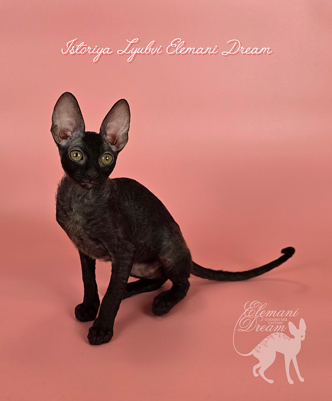 Istoriya Lyubvi Elemani Dream - Kitten cornish rex 3 months 0.5 weeks