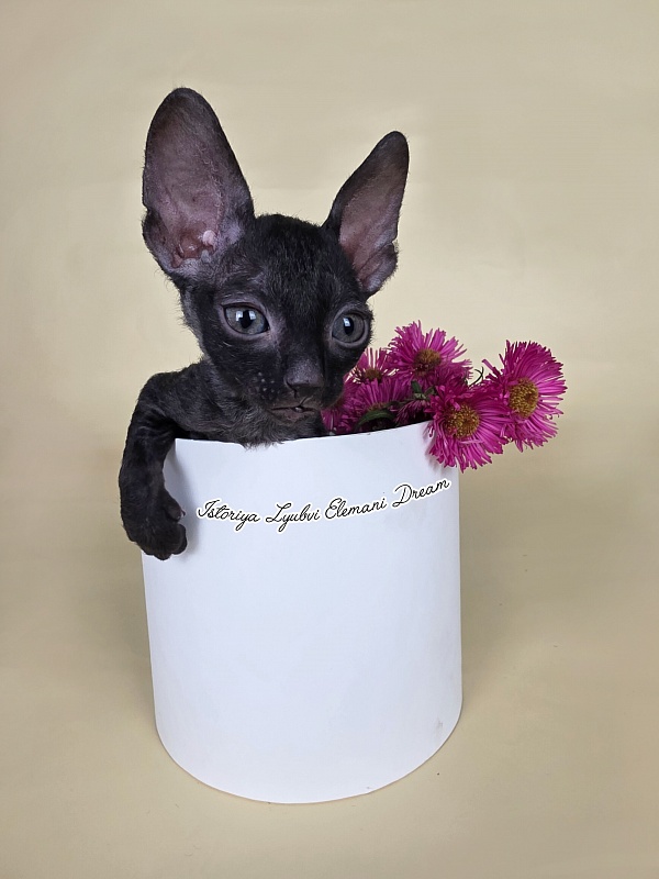 Istoriya Lyubvi Elemani Dream - Kitten cornish rex 1 month 1 week