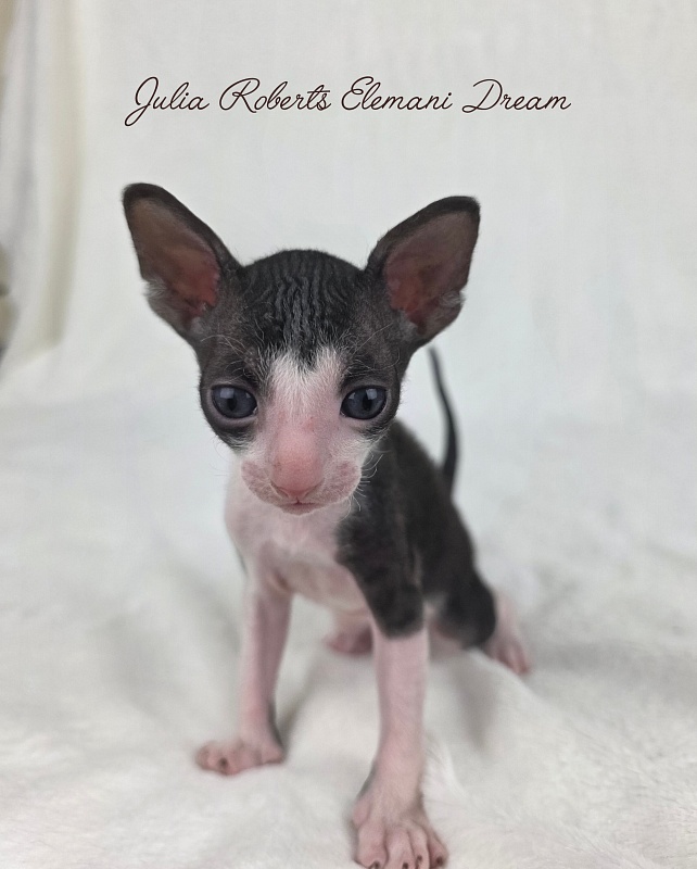 Julia Roberts Elemani Dream - Kitten cornish rex 3 weeks