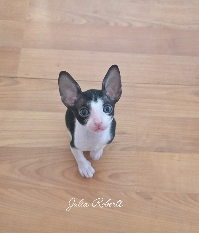 Julia Roberts Elemani Dream - Kitten cornish rex 1 month