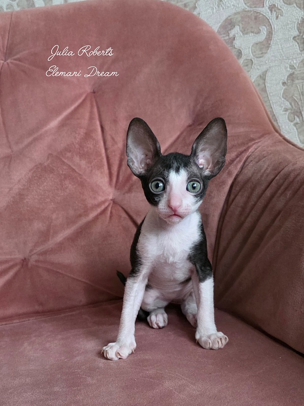 Julia Roberts Elemani Dream - Kitten cornish rex 1 month 2 weeks