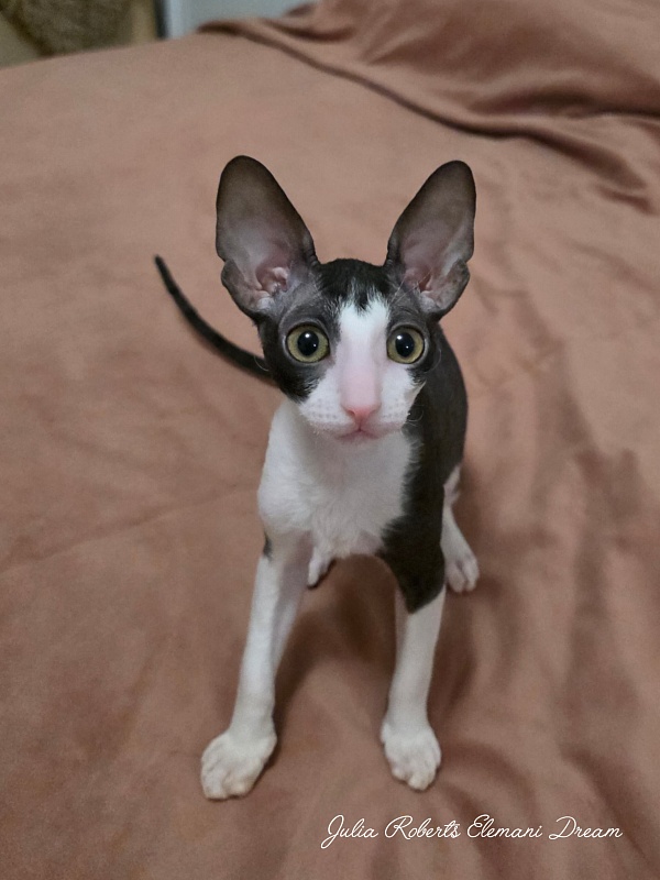 Julia Roberts Elemani Dream - Kitten cornish rex 2 months 3 weeks