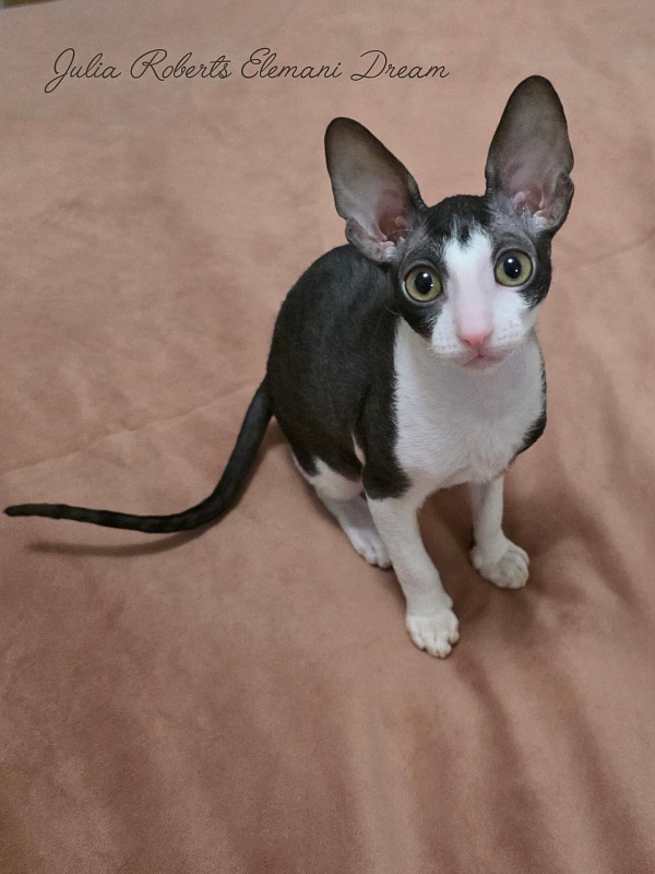 Julia Roberts Elemani Dream - Kitten cornish rex 2 months 3 weeks