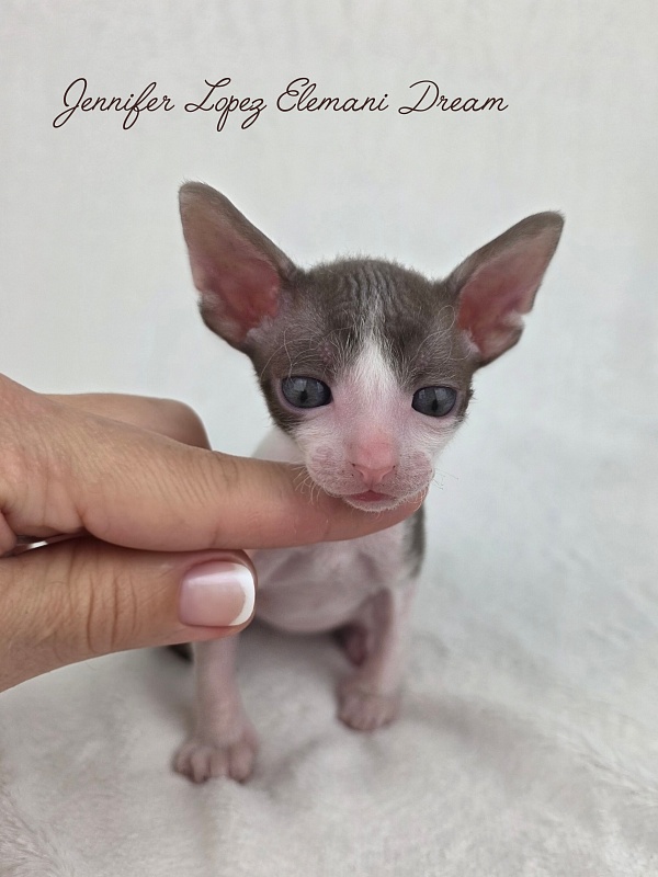Jennifer Lopez Elemani Dream - Kitten cornish rex 3 weeks