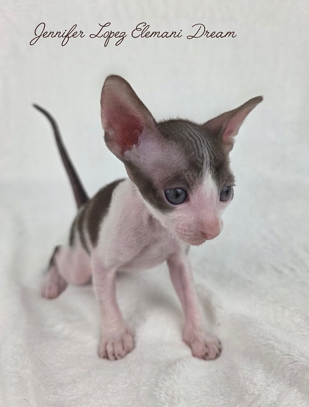 Jennifer Lopez Elemani Dream - Kitten cornish rex 3 weeks