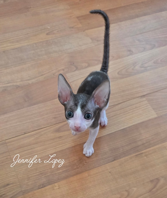 Jennifer Lopez Elemani Dream - Kitten cornish rex 1 month