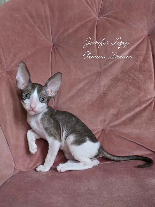 Jennifer Lopez Elemani Dream - Kitten cornish rex 1 month 2 weeks