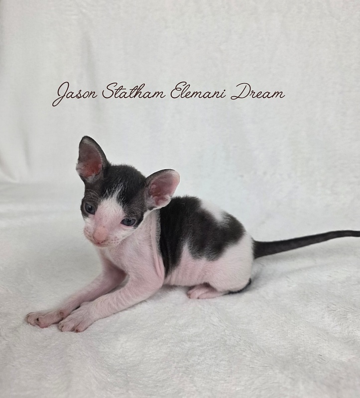 Jason Statham Elemani Dream - Kitten cornish rex 3 weeks