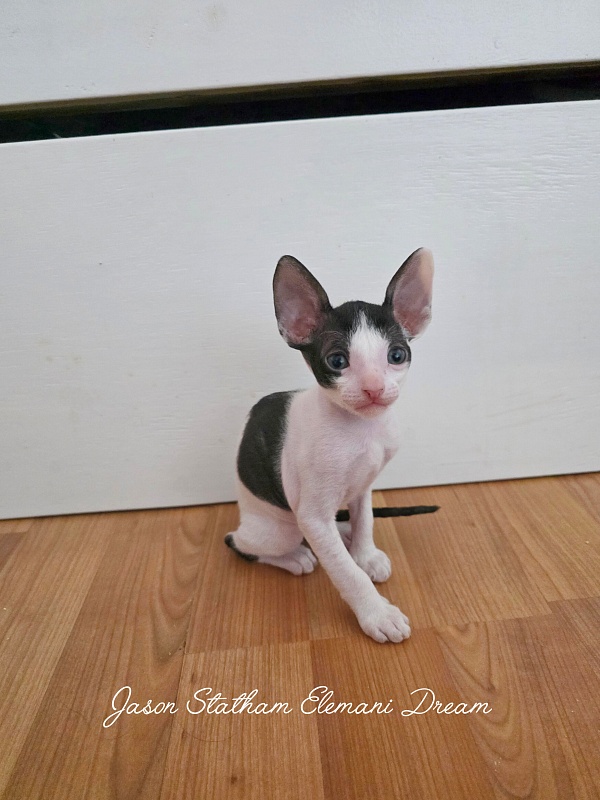 Jason Statham Elemani Dream - Kitten cornish rex 1 month