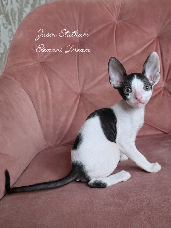 Jason Statham Elemani Dream - Kitten cornish rex 1 month 2 weeks