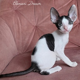 Jason Statham Elemani Dream