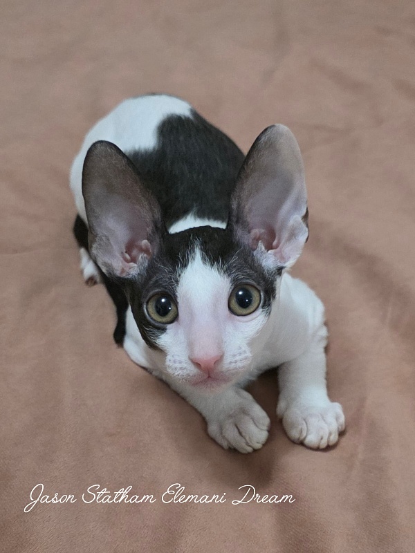 Jason Statham Elemani Dream - Kitten cornish rex 2 months 3 weeks