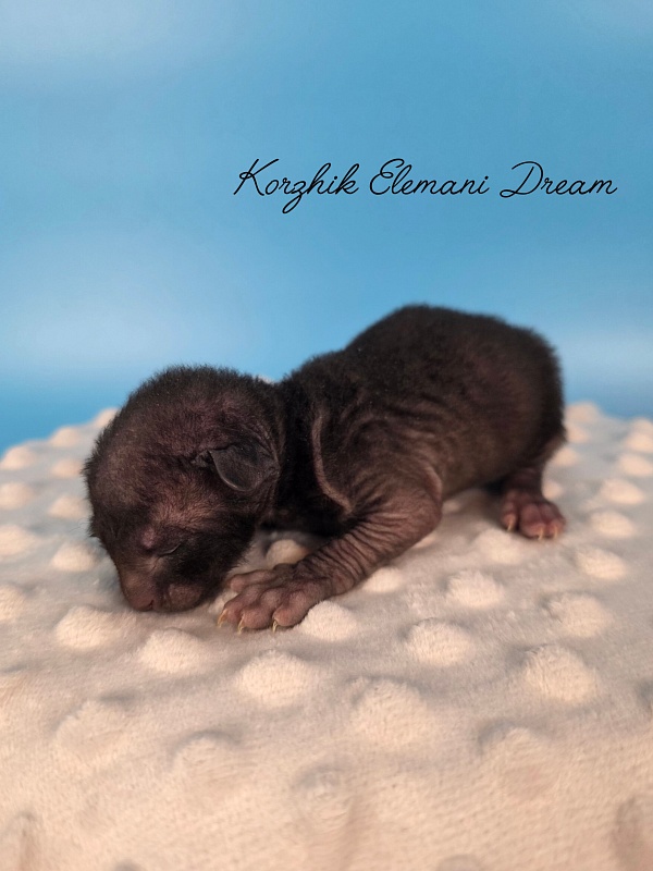 Korzhik Elemani Dream - Котенок корниш-рекс 1 неделя