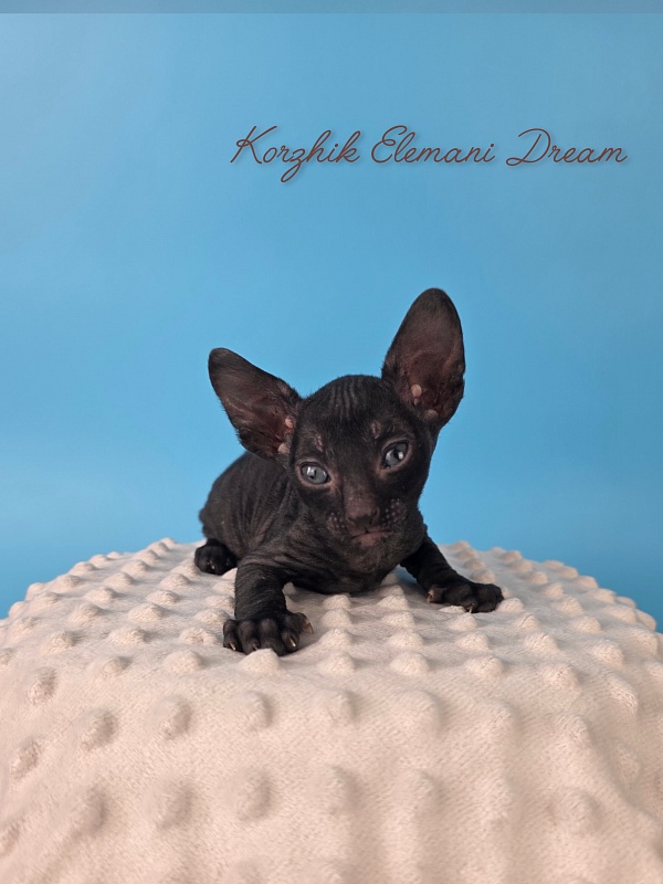 Korzhik Elemani Dream - Котенок корниш-рекс 4 недели