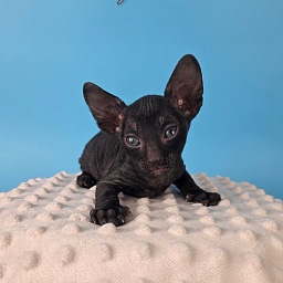 Korzhik Elemani Dream