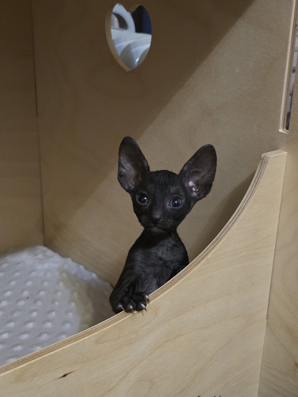 Korzhik Elemani Dream - Котенок корниш-рекс 1 месяц