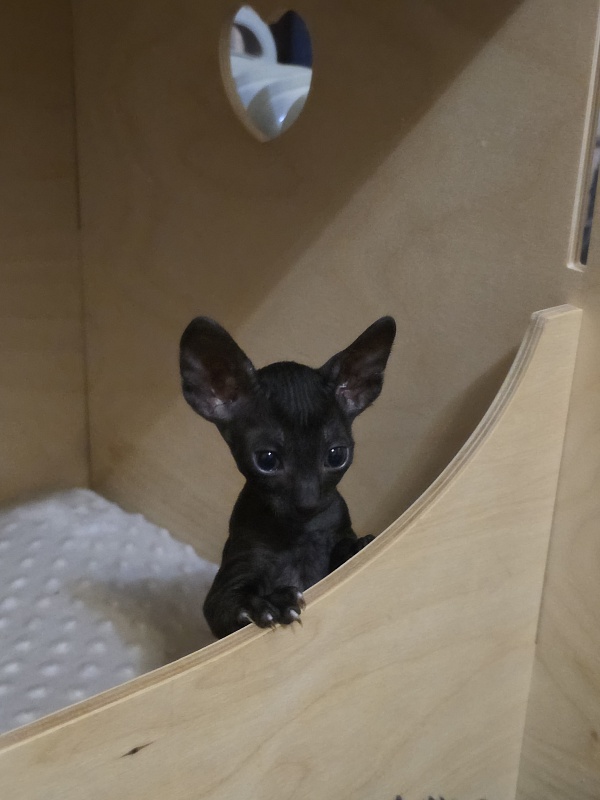 Korzhik Elemani Dream - Котенок корниш-рекс 1 месяц