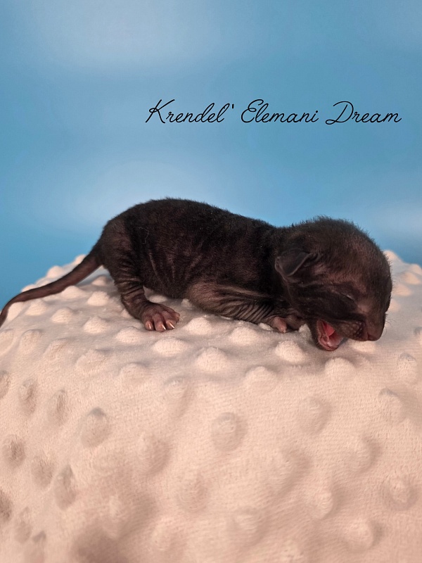 Krendel' Elemani Dream - Kitten cornish rex 1 week
