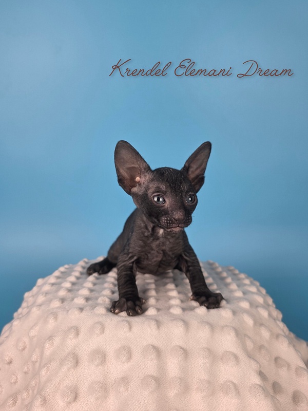 Krendel' Elemani Dream - Kitten cornish rex 4 weeks