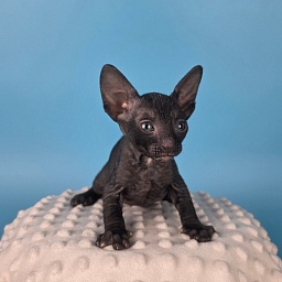 Krendel' Elemani Dream