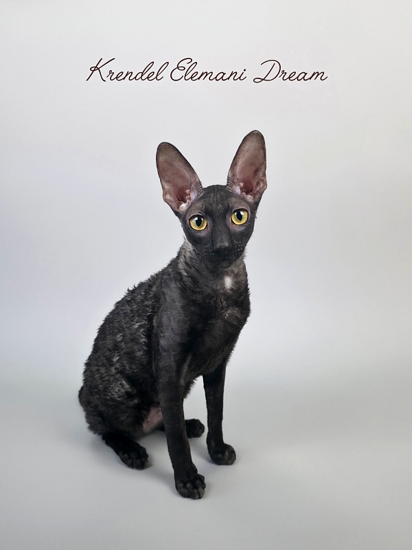Krendel' Elemani Dream - Junior cornish rex 7 months 0.5 weeks