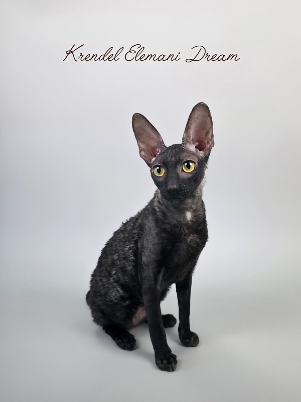 Krendel' Elemani Dream - Junior cornish rex 7 months 0.5 weeks