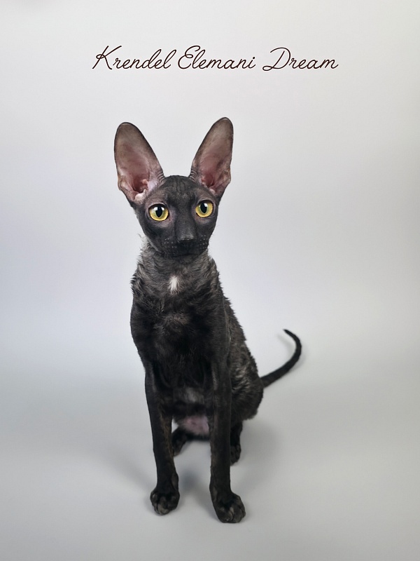 Krendel' Elemani Dream - Junior cornish rex 7 months 0.5 weeks