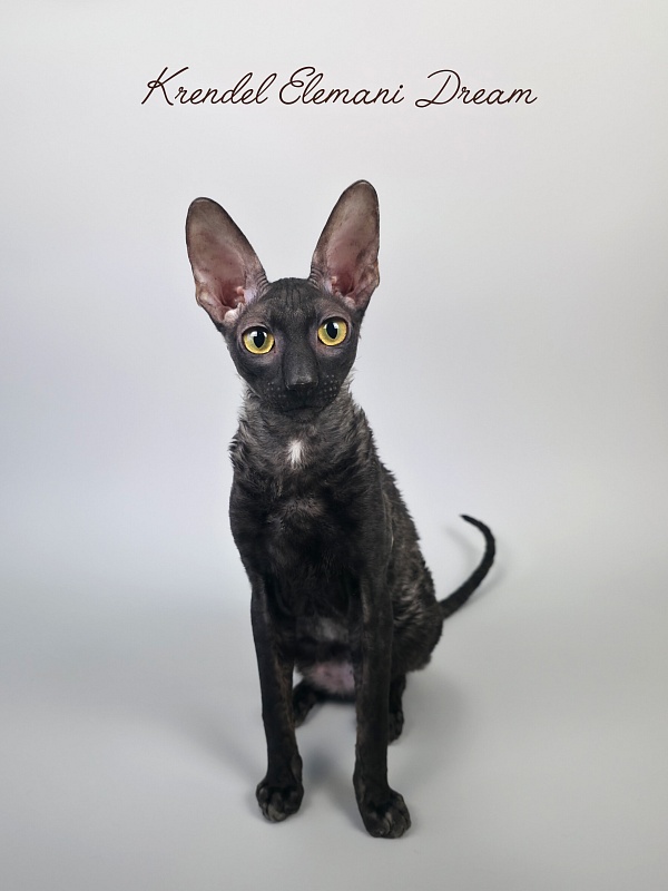 Krendel' Elemani Dream - Junior cornish rex 7 months 0.5 weeks