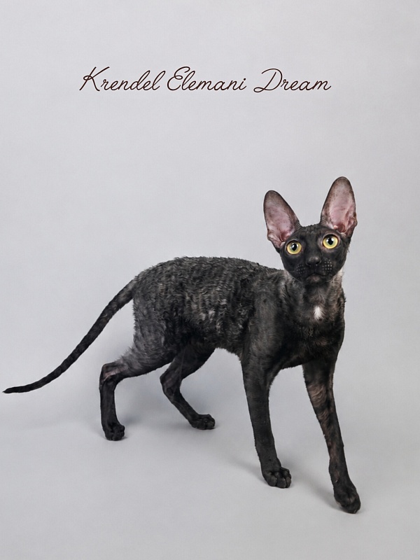 Krendel' Elemani Dream - Junior cornish rex 7 months 0.5 weeks
