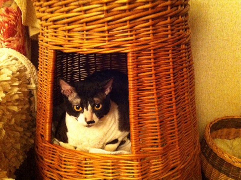 Agentessa Veter Svobody - корниш-рекс