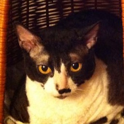 Agentessa Veter Svobody