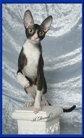 Barmont's Junebug - cornish rex