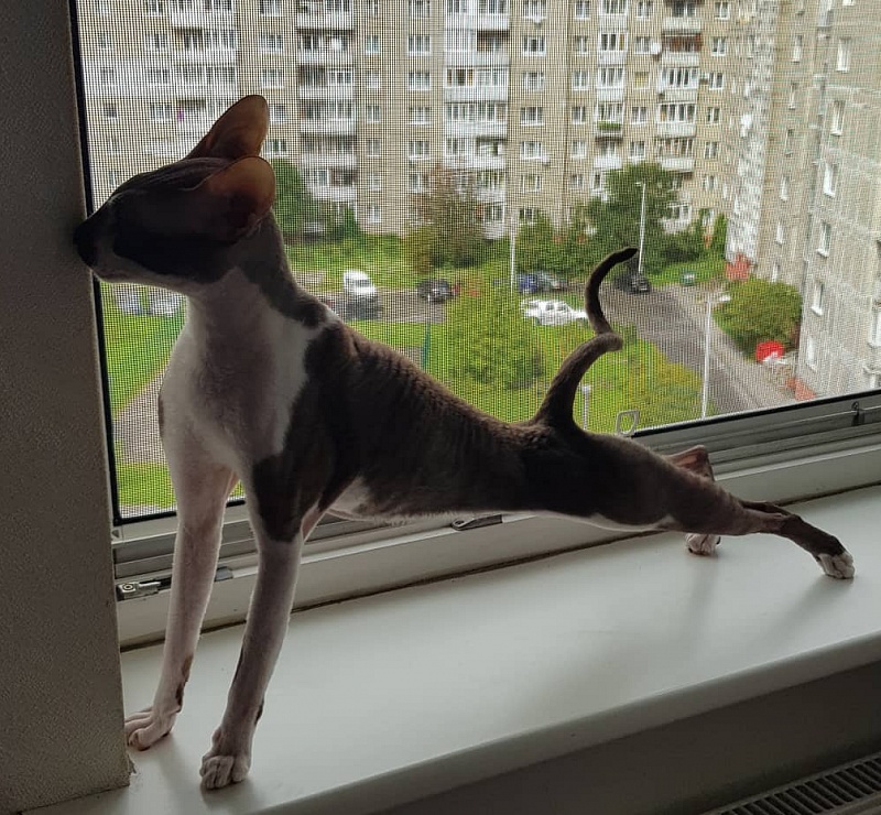 Irish Whiskey Elemani Dream - cornish rex