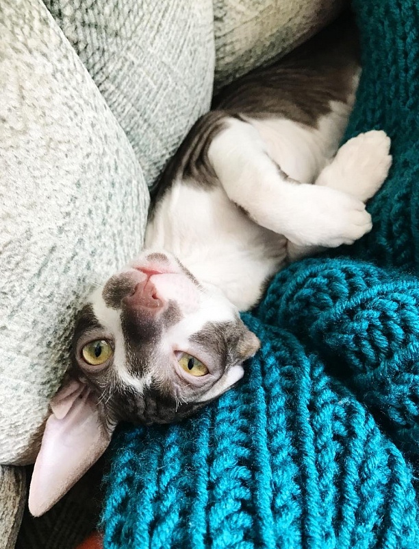 Irish Whiskey Elemani Dream - cornish rex