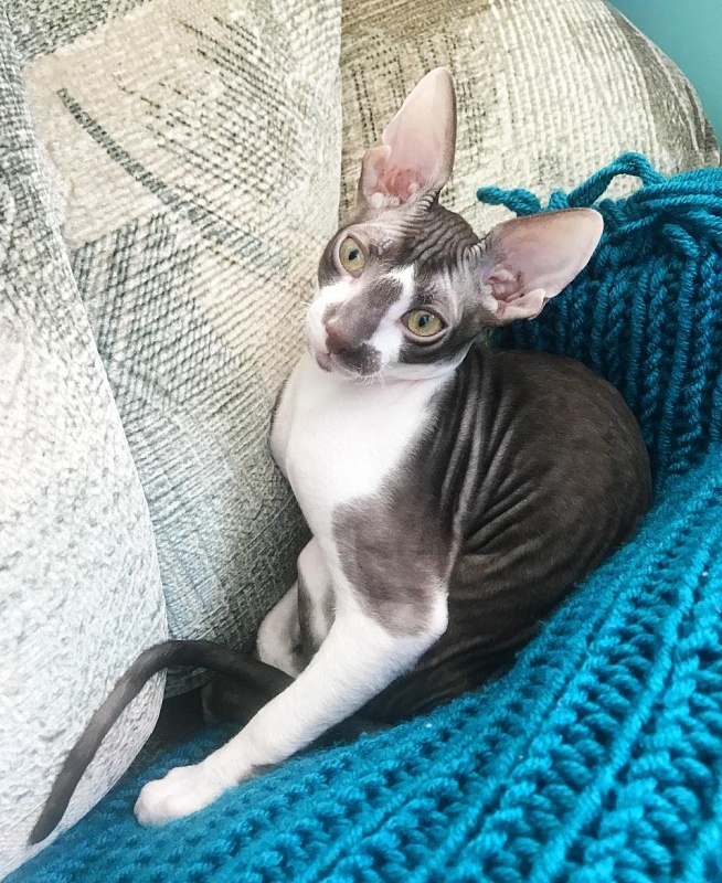 Irish Whiskey Elemani Dream - cornish rex