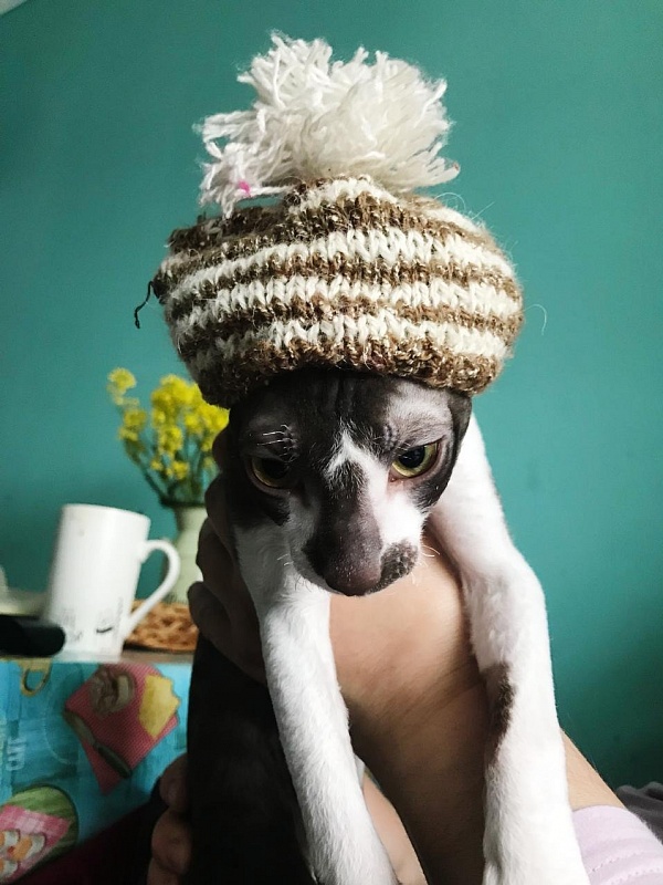 Irish Whiskey Elemani Dream - cornish rex