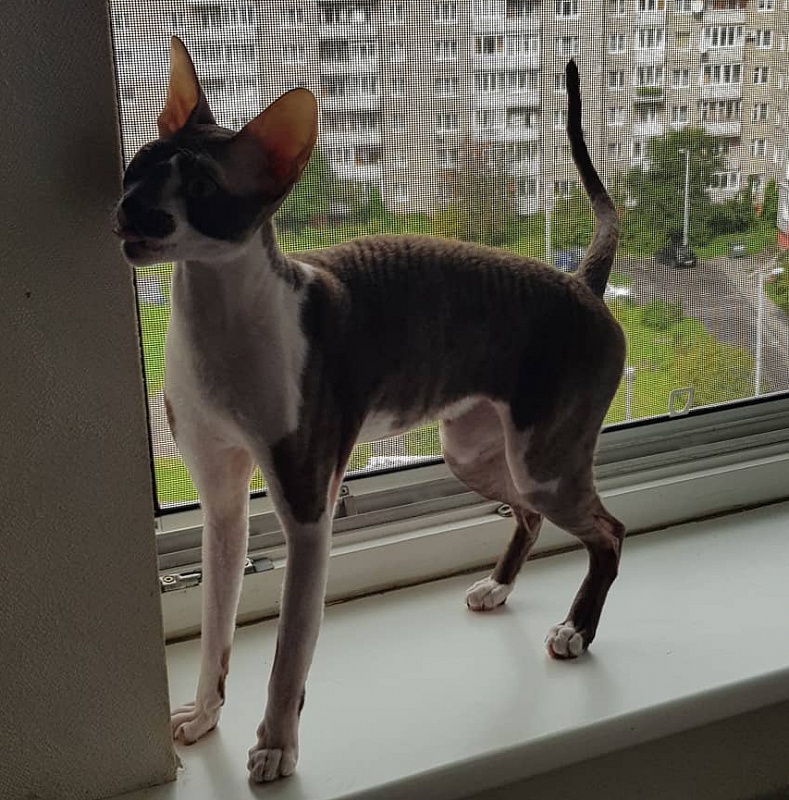 Irish Whiskey Elemani Dream - cornish rex