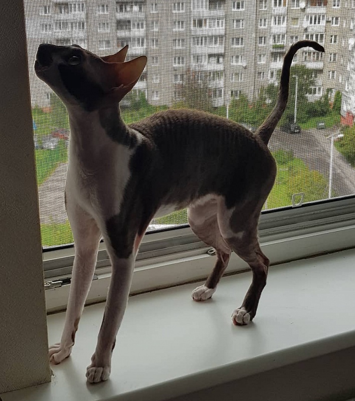 Irish Whiskey Elemani Dream - cornish rex