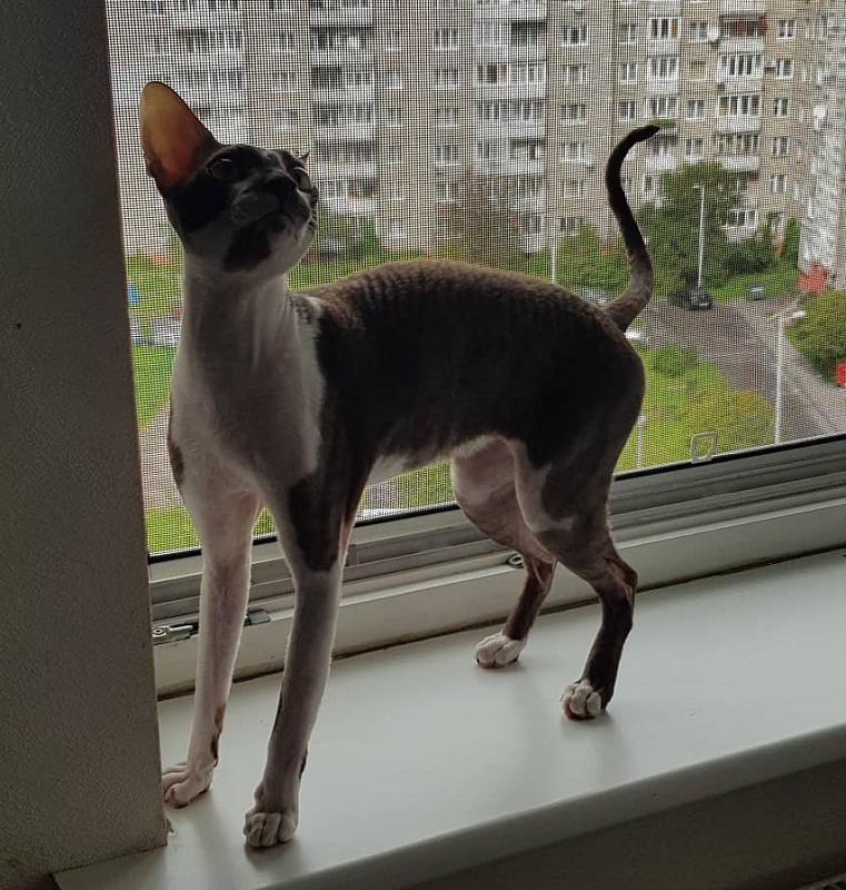 Irish Whiskey Elemani Dream - cornish rex