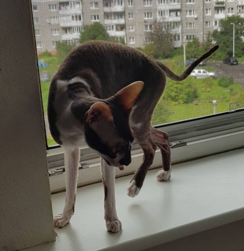 Irish Whiskey Elemani Dream - cornish rex