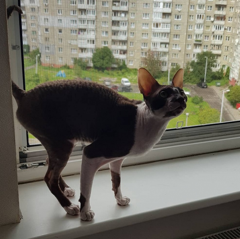 Irish Whiskey Elemani Dream - cornish rex